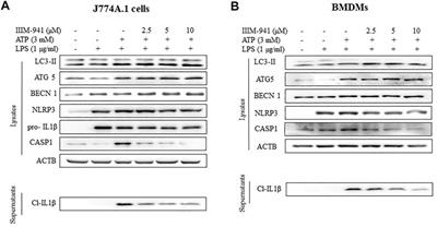 IIIM-941, a Stilbene Derivative Inhibits NLRP3 Inflammasome Activation by Inducing Autophagy